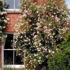 Cecile Brunner Climbing Rose David Austin Roses Climbing Roses Front Gardens New Dawn Climbing Rose