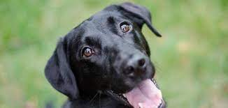 تفسير رؤية الكلاب السوداء في المنام لابن سيرين مختلفون