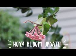 Image result for hoya plant flower