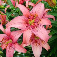 We did not find results for: Buy Morpho Pink Lily Online Asiatic Lilies Sale Breck S
