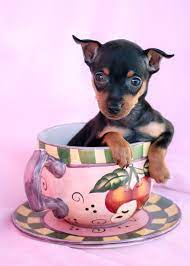 Teacup Miniature Pinscher Puppies For Sale You Can Get More Details Of Pet Dogs By Clicking On The Image Miniature Pinscher Puppy Miniature Pinscher Puppies
