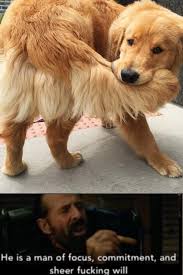 A Good Boy Of Focus Memes Funny Animal Memes Cute Funny Animals Funny Animals