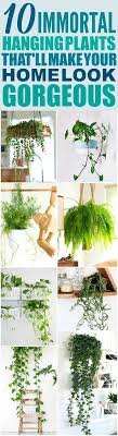10 Hard To Kill Hanging Plants That Ll Make Your Home Look Amazing Plants Hanging Plants Hanging Plants Diy