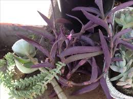 Pin On Succulents I Have