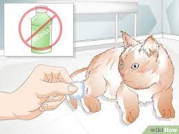 How To Save A Dying Kitten 12 Steps With Pictures Wikihow