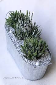 Most Succulents Are Light Lovers But A Surprising Number Prefer Bright Shade And Do Well As Windowsill Plants Succulents Planting Succulents Succulents Indoor