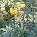 Image result for Senna sophera