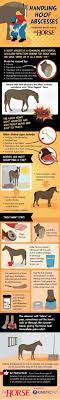 infographic handling hoof abscesses abscesses handling hoof infographic infographica in 2021 horse care tips healthy horses horse health