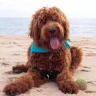 Goldendoodle For Sale in Michigan - Hoobly Classifieds