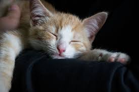 We did not find results for: 10 Hal Yang Bisa Sebabkan Kucing Tidur Lebih Lama Daripada Biasanya Halaman All Kompas Com