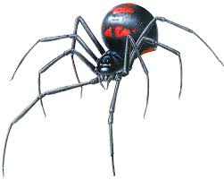 How to hunt, kill & get rid of black widow spiders. Download Black Widow Spider Transparent Hq Png Image Freepngimg