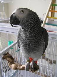 companion parrot wikipedia