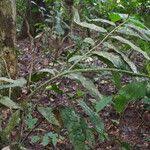 Image result for Uvariodendron