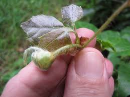 Image result for Cissus integrifolia