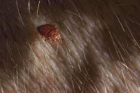 Nov 11, 2020 · bedbugs (or bed bugs) are small, oval, brownish insects that live on the blood of animals or humans. How To Get Rid Of Bed Bugs In Your Hair Getridofallthings Com