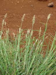 Image result for Cenchrus trachyphyllus