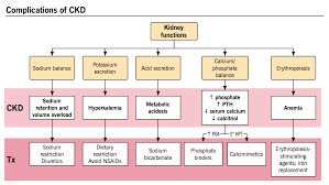 Chronic Kidney Disease Ckd Mcmaster Pathophysiology Review