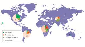 Image result for Lycium pilifolium