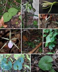 Image result for Nervilia