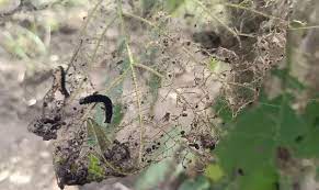 Mimpi melihat banyak ulat bulu masuk rumah. Primbon Jawa Ulat Bulu Masuk Rumah Delinews Tapanuli