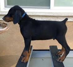 We did not find results for: European Doberman Pets And Animals For Sale California