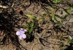 Image result for Barleria macrostegia
