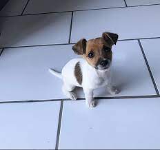 Short Legged Jack Russell Pup Jack Russell Jack Russell Terrier Jack Russell Terrier Puppies