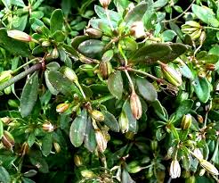 Image result for Glinus