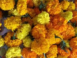 5 best vegetables to grow in the spring. Fleur Marigold Home Facebook