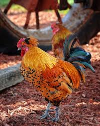 Bird With No Feathers On Neck Rooster Fancy Chickens Beautiful Chickens Chickens And Roosters