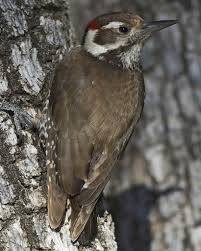 I saw one of them go in a hole and i waited for a long time hoping to get a photo of the. See The Usa Scottsdale Arizona Part 6 Desert Birds Cactus Wrens And Woodpeckers Chasing Dreams