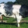 See more ideas about belgian blue cattle, belgian blue, cattle. 1