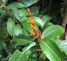 Image result for Sanchezia speciosa