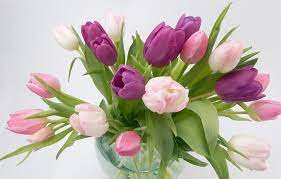 Hiasan dekorasi ini bagus diterapkan pada meja makan atau. Foto Rangkaian Bunga Ultah 7 Jenis Bunga Terbaik Untuk Ucapan Ulang Tahun Asmaraku 57 Gambar Buket Bunga Mawa Tulip Bouquet Spring Flowers Birthday Flowers