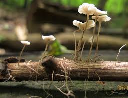 Image result for Marasmius opacus
