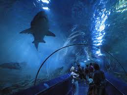 Wybierz z szerokiej gamy podobnych scen. 10 Largest Aquariums In The World With Map Photos Touropia