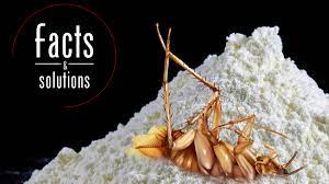 Diatomaceous earth is an invaluable tool in an organic gardener's toolbox. Diatomaceous Earth Roaches What You Need To Know Cockroach Facts