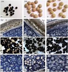 Image result for Lens culinaris