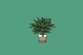 ~ ~ #houseplants #caudiciform #caudex #calathea #calathealancifolia #calatheaorbifolia #plantlove #foliage #houseplantclub #plantstyling # . The Best Houseplant For Your Zodiac Sign Los Angeles Times