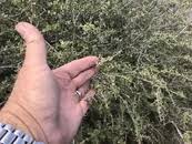 Image result for Scutia