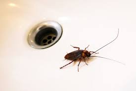 All it takes is a few hiding in your furniture and a few months of breeding and your house will be infested again. How To Get Rid Of Cockroaches In Your Drain Terminix