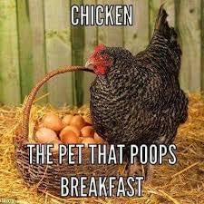 Chicken Unless You Re Into Civet Or Black Ivory Coffee And That Is More Accurate Chicken Humor Funny Chicken Memes Pet Chickens