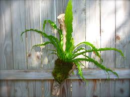 Birds Nest Fern Cats Mounted Bird Nest Fern Craft Organic Bird Nest Fern Orchid Plant Care Plants