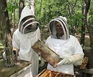 Learn to Keep Bees at Home
