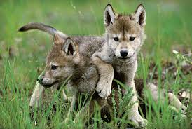 Wolf head emblem gray wolf head emblem. Growing Up Wolf National Geographic Society