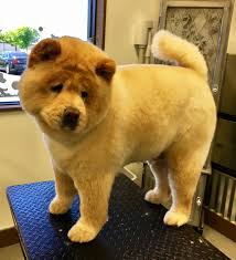 Teddy Bear Chow Style Groomed By Alayna Kay Chowchow Chinesechowchow Chow Teddybeardog Teddybear Rakeito Dog Haircuts Dog Grooming Styles Teddy Bear Dog
