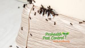 Carpenter ants can be difficult to eliminate and control requires a high level of professional training. What Kind Of Damage Can Florida Carpenter Ants Cause