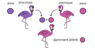 Browse the use examples 'dominant' in the great english corpus. Dominant Genetics Alleles Genes Traits Expii