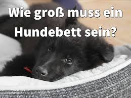 Hunde leben nicht mehr tausend jahre mit einem menschen zusammen und fügen sich harmonisch in dessen struktur ein. Hundebett Welche Grosse Fur Welchen Hund Mit Grossentabelle