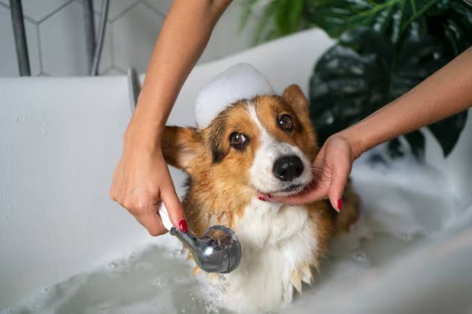 In Home Dog Grooming NYC for Senior or Anxious Dogs - The Daily Iowan